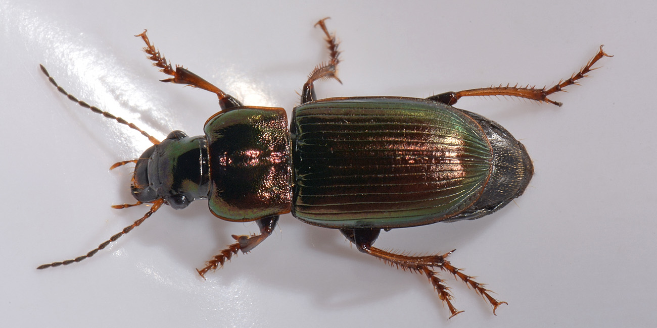 Carabidae: Harpalus distinguendus